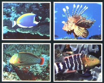 Fische in allen Farben und Formen