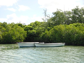 Ein Blick auf die Mangroven-Wlder der "Ile aux Cerfs"